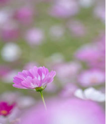 藤原宮跡のコスモス